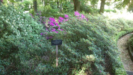 Rhododendro Amoenum